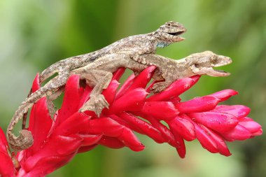 Doğulu bir bahçe kertenkelesi kır çiçekleriyle Draco Volanları ile güneşleniyor. Bu sürüngenin bilimsel adı Calotes versicolor. 