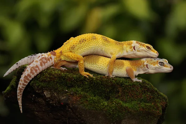 Due Gechi Leopardi Che Prendono Sole Rettili Con Colori Attraenti — Foto Stock