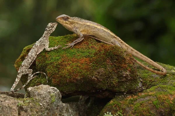 An oriental garden lizard is sunbathing on wildflower. This reptile has the scientific name Calotes versicolor.