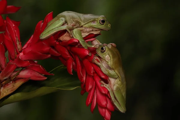 Dos Ranas Volteadas Litoria Caerulea Descansando Sobre Una Flor Silvestre — Foto de Stock