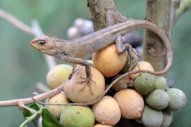 Doğulu bir bahçe kertenkelesi güneşleniyor. Bu sürüngenin bilimsel adı Calotes versicolor. 
