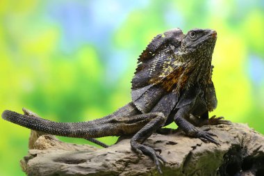 Fırfırlı kertenkele ya da fırfırlı ejderha olarak da bilinen Soa Payung (Chlamydosaurus kingii) tehditkar bir ifade sergiliyor..