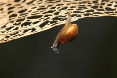 Küçük bir salyangoz, eğreltiotu yaprağında yavaşça yürüyordu..