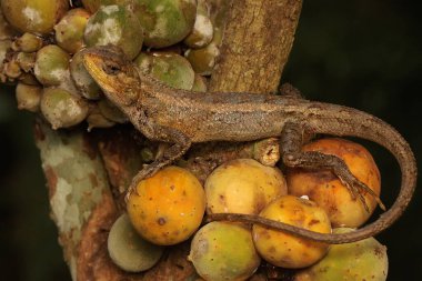 Doğulu bir bahçe kertenkelesi güneşleniyor. Bu sürüngenin bilimsel adı Calotes versicolor. 