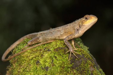 Doğulu bir bahçe kertenkelesi güneşleniyor. Bu sürüngenin bilimsel adı Calotes versicolor. 