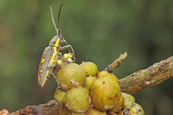 Escarabajo Cuernos Largos Está Buscando Comida Los Arbustos Este Insecto —  Fotos de Stock