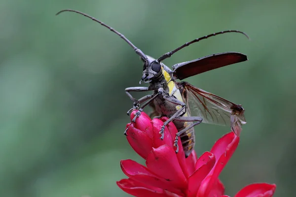 Long Horned Beetle Looking Food Bushes Insect Has Scientific Name — Stock Photo, Image