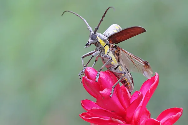 Escarabajo Cuernos Largos Está Buscando Comida Los Arbustos Este Insecto —  Fotos de Stock