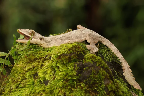 Kuhls Flygande Gecko Vilar Denna Reptil Har Det Vetenskapliga Namnet — Stockfoto