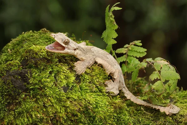 Ein Kuhls Fliegender Gecko Ruht Dieses Reptil Trägt Den Wissenschaftlichen — Stockfoto