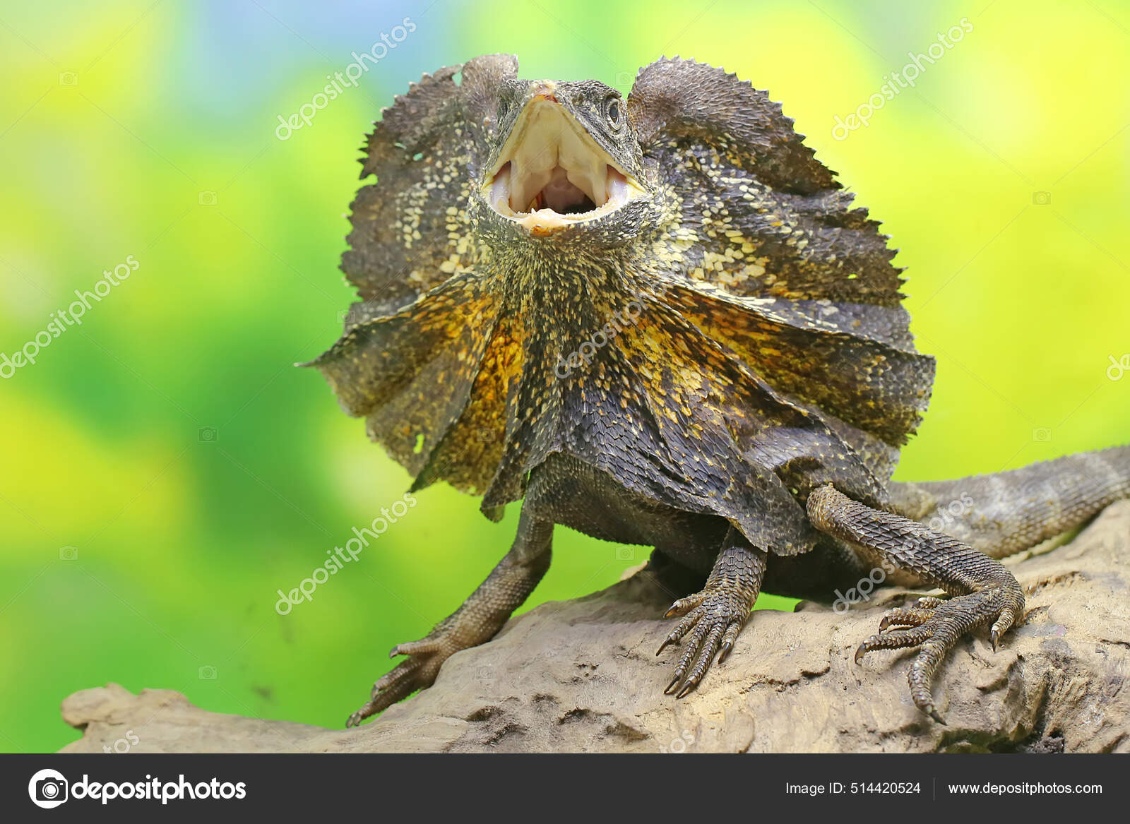 Soa Payung Chlamydosaurus Kingii Also Known Frilled Lizard Frilled
