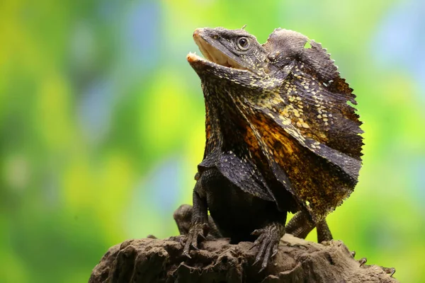 Soa Payung Chlamydosaurus Kingii Also Known Frilled Lizard Frilled Dragon — Stock Photo, Image