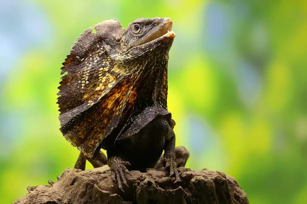 Soa Payung Chlamydosaurus Kingii Também Conhecido Como Lagarto Dragão Frilado — Fotografia de Stock