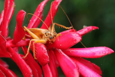 Bir katydit ya da çalılık bir cırcır böceği vahşi bir çiçekte av arıyor..