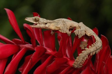 Kuhl 'un uçan kertenkelesi dinleniyor. Bu sürüngenin bilimsel adı Ptychozoon kuhli.. 