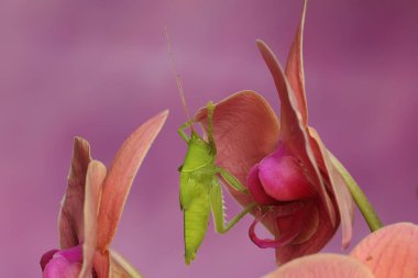 Bir katydid çalılıklarda avını arıyor..