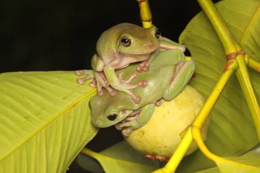 Mangosteen ağacının gövdesinde dinlenen iki şişko kurbağa. Bu amfibyumun bilimsel adı Litoria caerulea. 