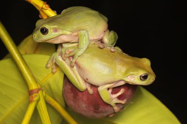 Mangosteen ağacının gövdesinde dinlenen iki şişko kurbağa. Bu amfibyumun bilimsel adı Litoria caerulea. 