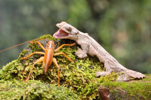 Летающий геккон Кула отдыхает. Эта рептилия имеет научное название Ptychozoon kuhli. 