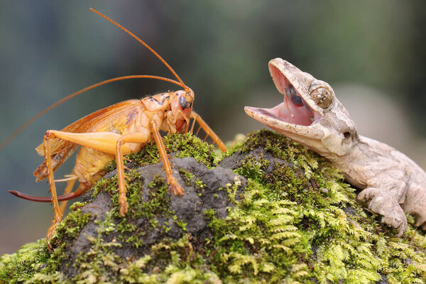 Летающий геккон Кула отдыхает. Эта рептилия имеет научное название Ptychozoon kuhli. 