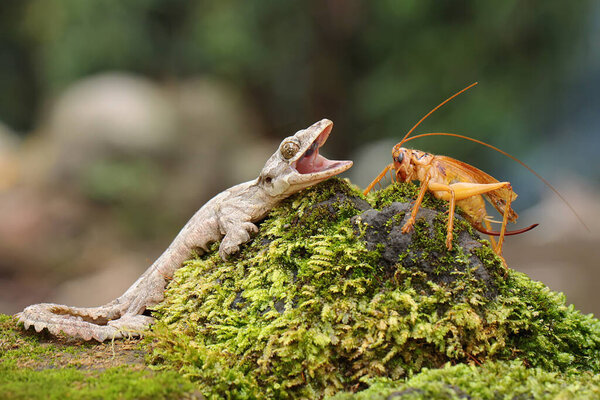 Летающий геккон Кула отдыхает. Эта рептилия имеет научное название Ptychozoon kuhli. 