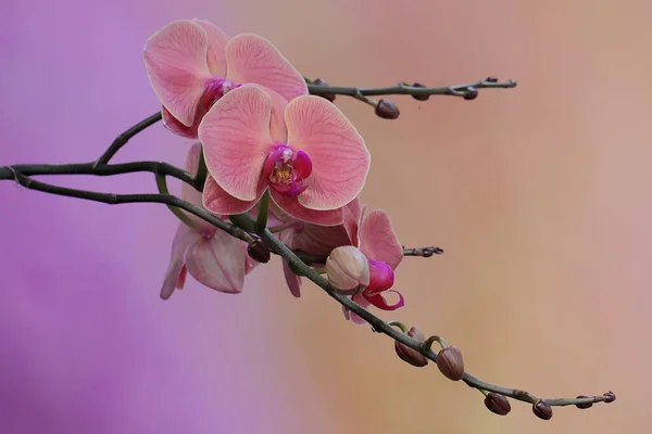 Beauty Moth Orchid Full Bloom Beautiful Flower Has Scientific Name — Stock Photo, Image