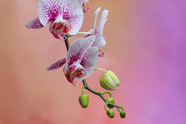 Beauté Une Orchidée Papillon Nuit Pleine Floraison Cette Belle Fleur — Photo