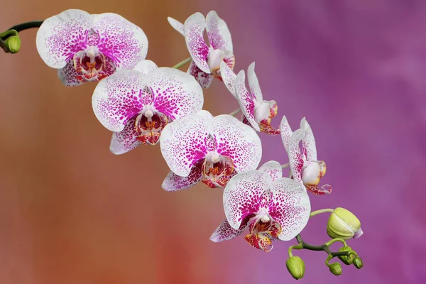 Piękno Orchidei Ćma Pełnym Rozkwicie Ten Piękny Kwiat Naukowe Imię — Zdjęcie stockowe