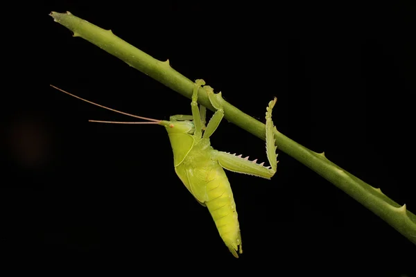 Katydid Hledá Kořist Křoví — Stock fotografie