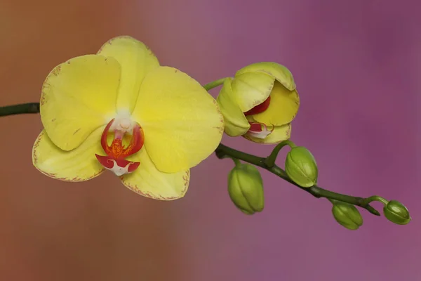 Beleza Uma Orquídea Traça Plena Floração Esta Bela Flor Tem — Fotografia de Stock