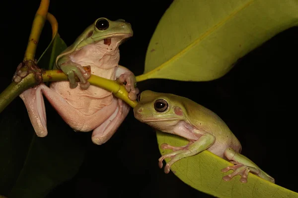 マンゴスチンの木の幹の上に2羽のカエルが休んでいる この両生類の学名はLitoria Caerulea — ストック写真