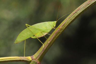 Bir katydid vahşi bir orkidede av arıyor.. 