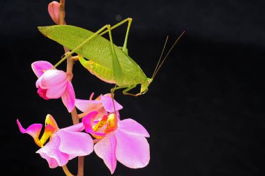 Bir katydid vahşi bir orkidede av arıyor.. 