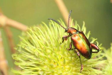 Bir kurbağa bacağı böceği günlük aktivitelerine başlamadan önce rambutan ağacında güneşleniyor. Bu böceğin bilimsel adı Sagra sp. 
