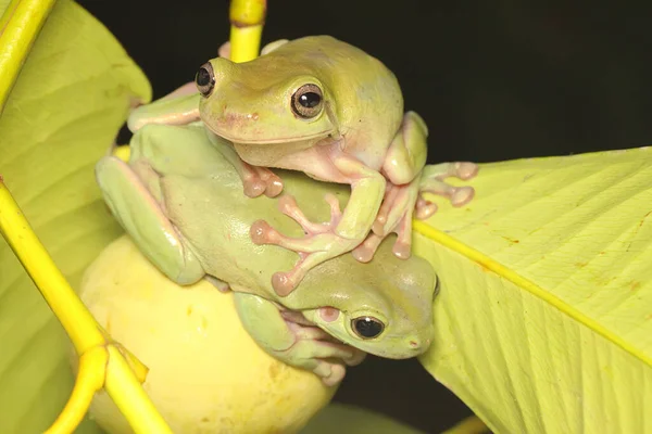 Dos Ranas Que Descansan Sobre Tronco Mangostán Este Anfibio Tiene — Foto de Stock