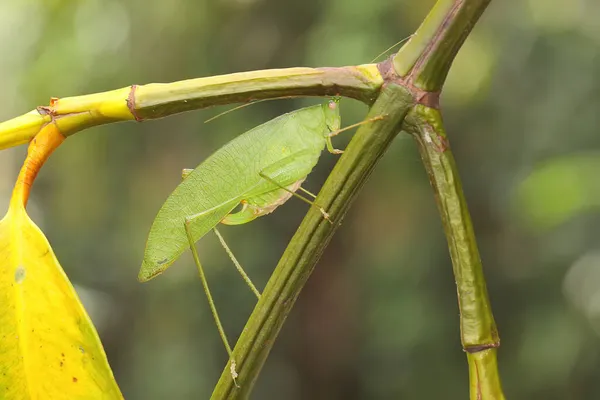 Katydid Cherche Des Proies Dans Les Buissons — Photo