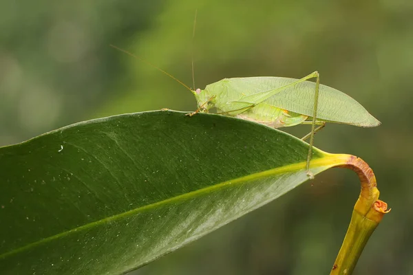 Katydid Sta Cercando Una Preda Orchidea Selvatica — Foto Stock