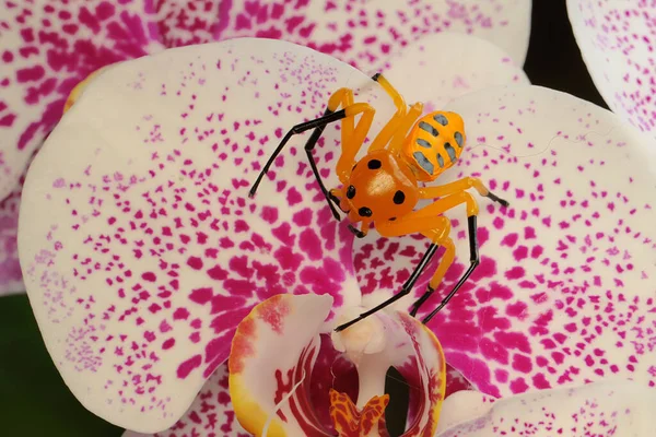 Uma Aranha Caranguejo Oito Manchas Platythomisus Quadrimaculatus Está Procura Presas — Fotografia de Stock