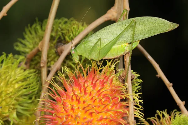 Osmiskvrnitý Krabí Pavouk Hledá Kořist Rambutanovém Ovoci Tento Pavouk Vědecké — Stock fotografie