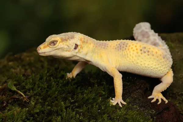 Een Luipaardgekko Eublepharis Macularius Poseert Een Onderscheidende Stijl — Stockfoto