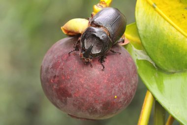 Mangosteen ağacında av arayan bir gergedan böceği. Bu böceğin bilimsel adı Oryctes gergedanı.. 