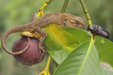 Doğulu bir bahçe kertenkelesi güneşleniyor. Bu sürüngenin bilimsel adı Calotes versicolor. 