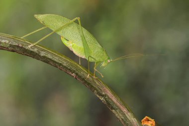 Bir katydid vahşi bir orkidede av arıyor.. 