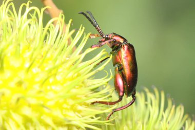 Bir kurbağa bacağı böceği günlük aktivitelerine başlamadan önce rambutan ağacında güneşleniyor. Bu böceğin bilimsel adı Sagra sp. 