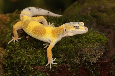 Bir leopar kertenkelesi (Eublepharis macularius) kendine özgü bir şekilde poz verir.