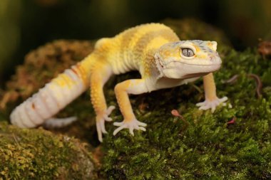Bir leopar kertenkelesi (Eublepharis macularius) kendine özgü bir şekilde poz verir.
