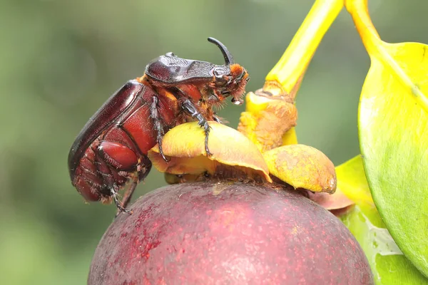Coléoptère Rhinocéros Recherche Proies Dans Mangoustan Cet Insecte Porte Nom — Photo