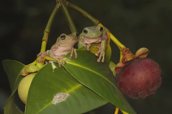 マンゴスチンの木の幹の上に2羽のカエルが休んでいる この両生類の学名はLitoria Caerulea — ストック写真