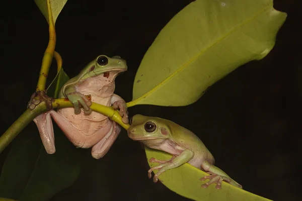 Twee Dumpy Kikkers Rustend Een Mangosteen Boomstam Deze Amfibie Heeft — Stockfoto