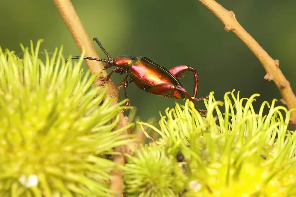 Bir kurbağa bacağı böceği günlük aktivitelerine başlamadan önce rambutan ağacında güneşleniyor. Bu böceğin bilimsel adı Sagra sp. 